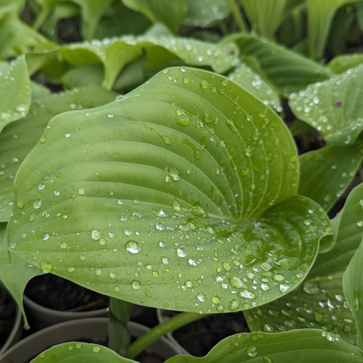 Hosta ‘Sum And Substance’ - Image 4