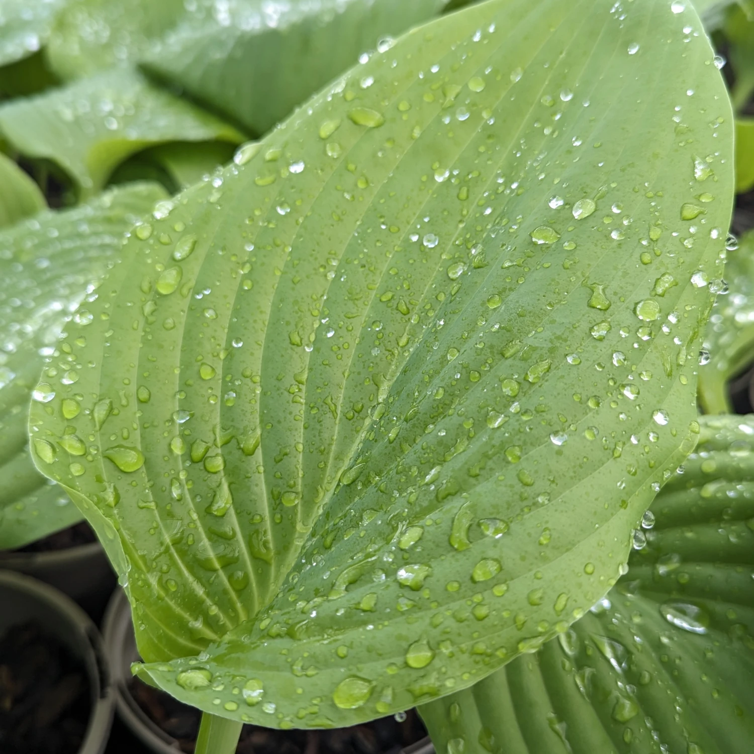 Hosta ‘Sum And Substance’ - Image 5