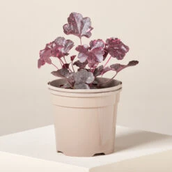 Heuchera ‘Midnight Rose’