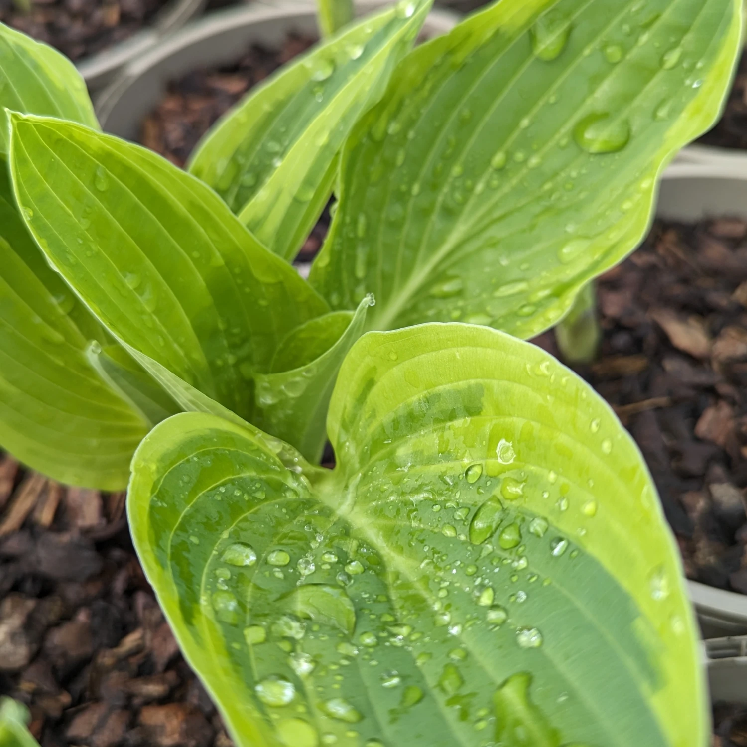 Hosta ‘Wide Brim’ - Image 2
