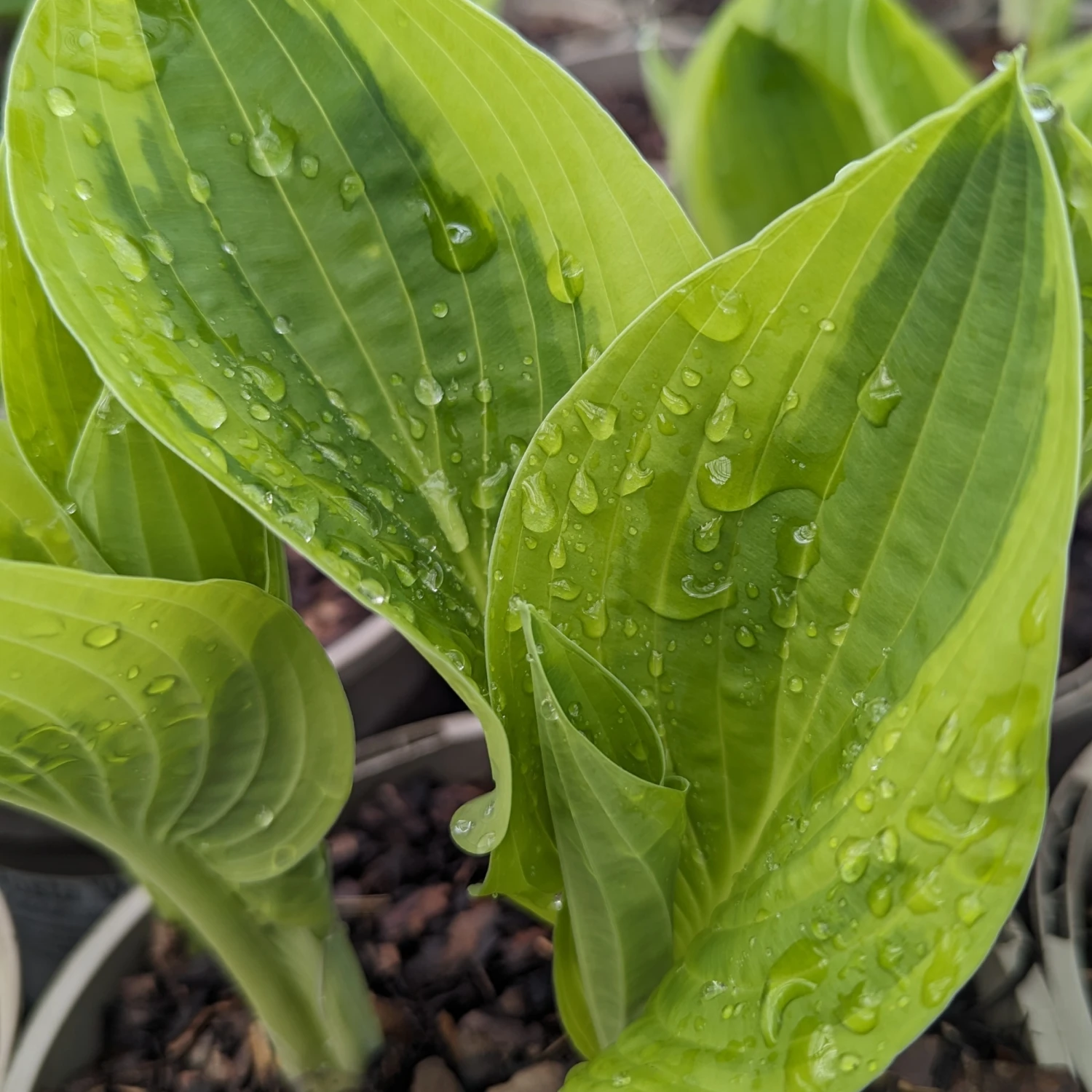 Hosta ‘Wide Brim’ - Image 3