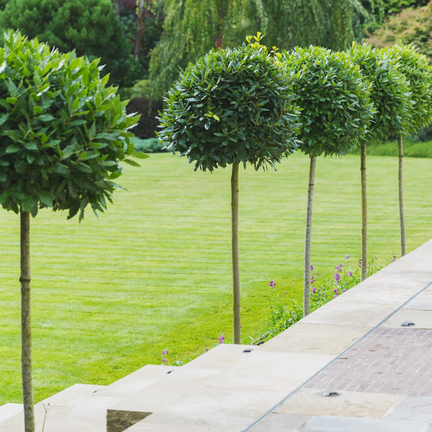 Laurus Nobilis – Three Quarter Standard - Image 5