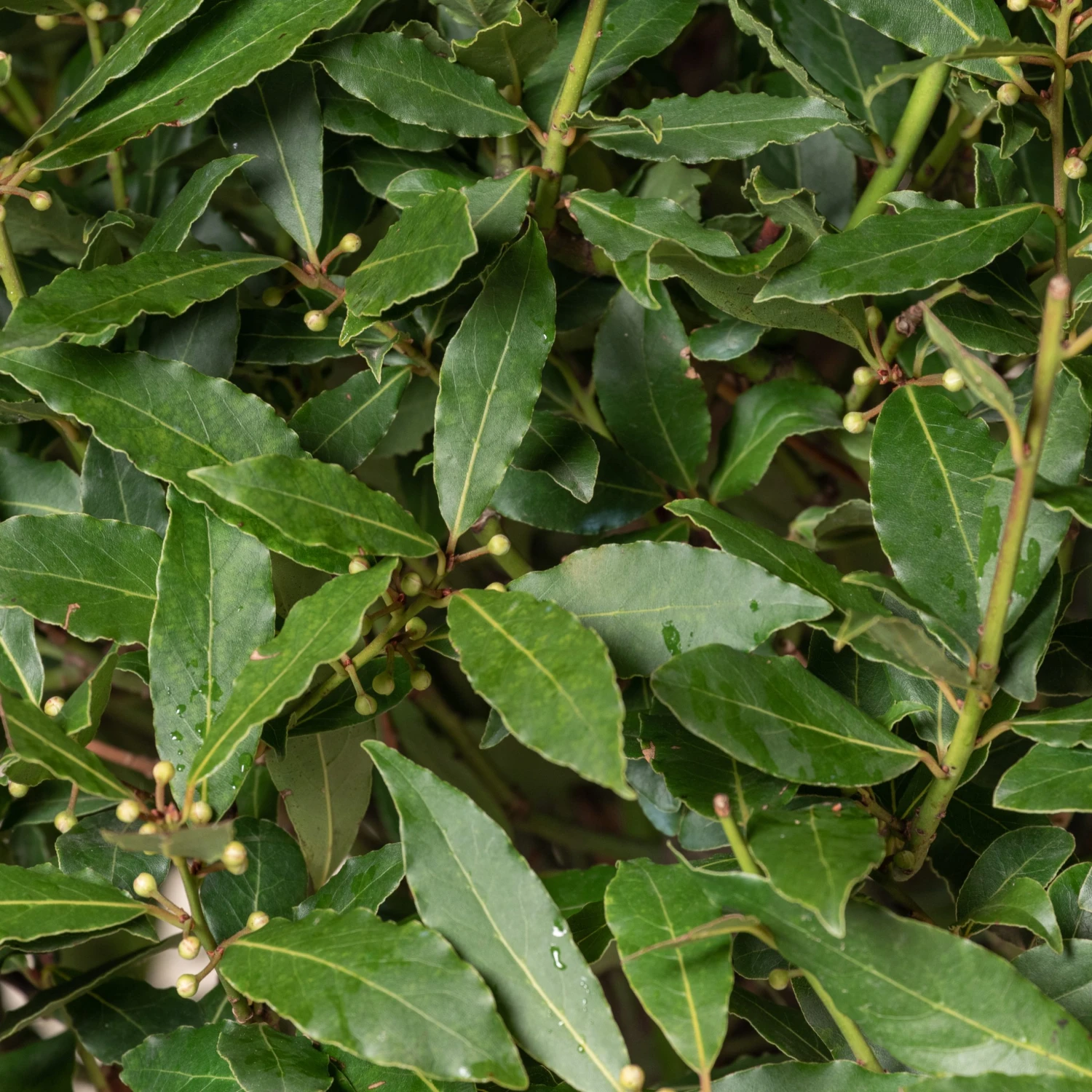 Laurus Nobilis – Three Quarter Standard - Image 3