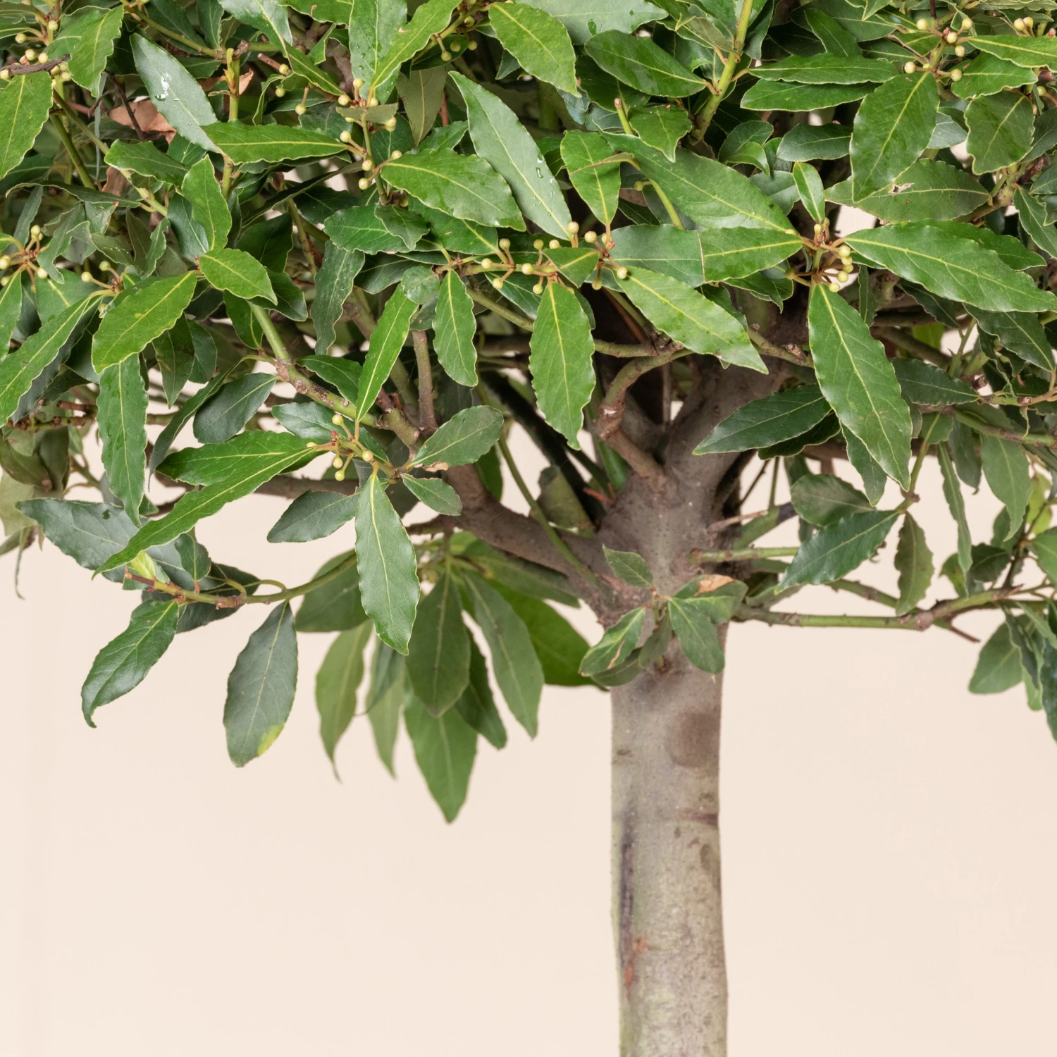 Laurus Nobilis – Three Quarter Standard - Image 2