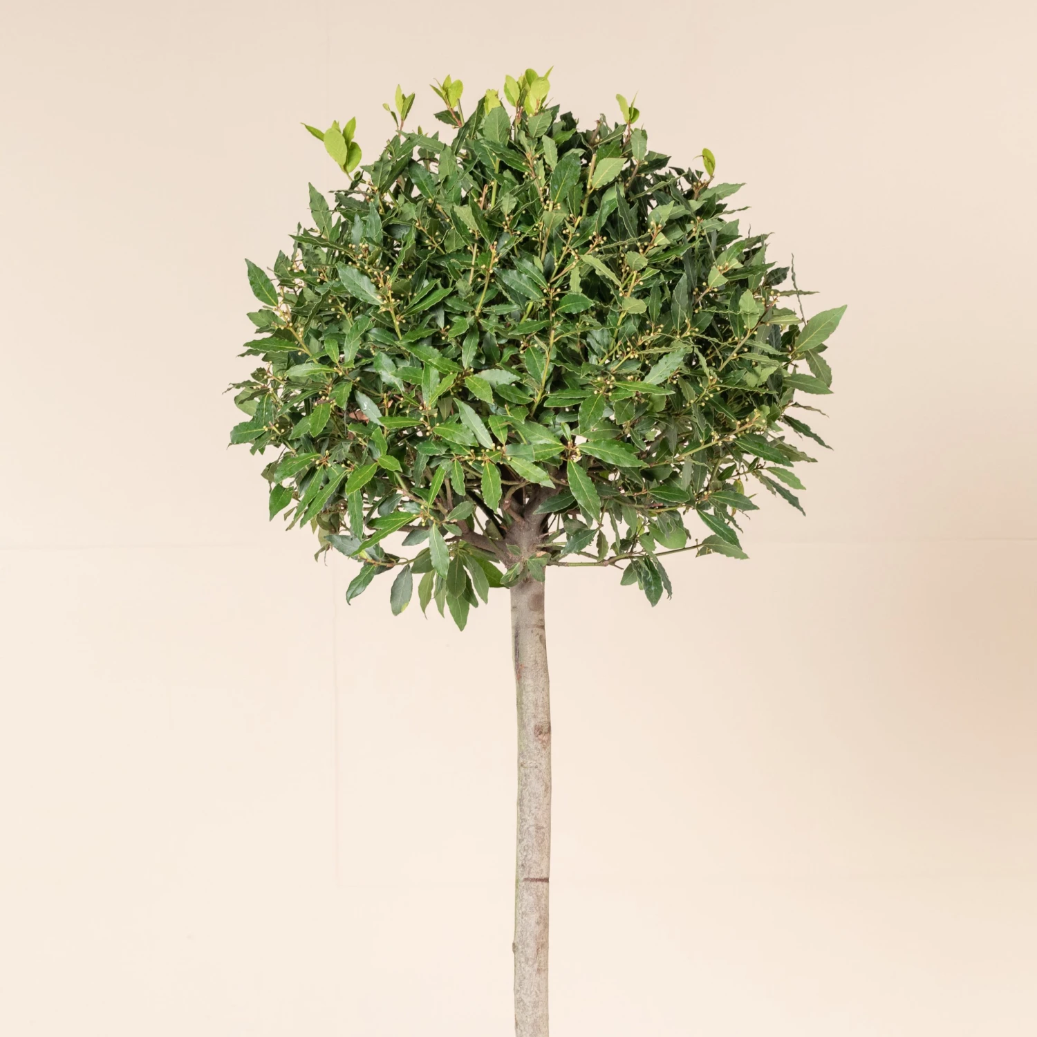 Laurus Nobilis – Three Quarter Standard - Image 4