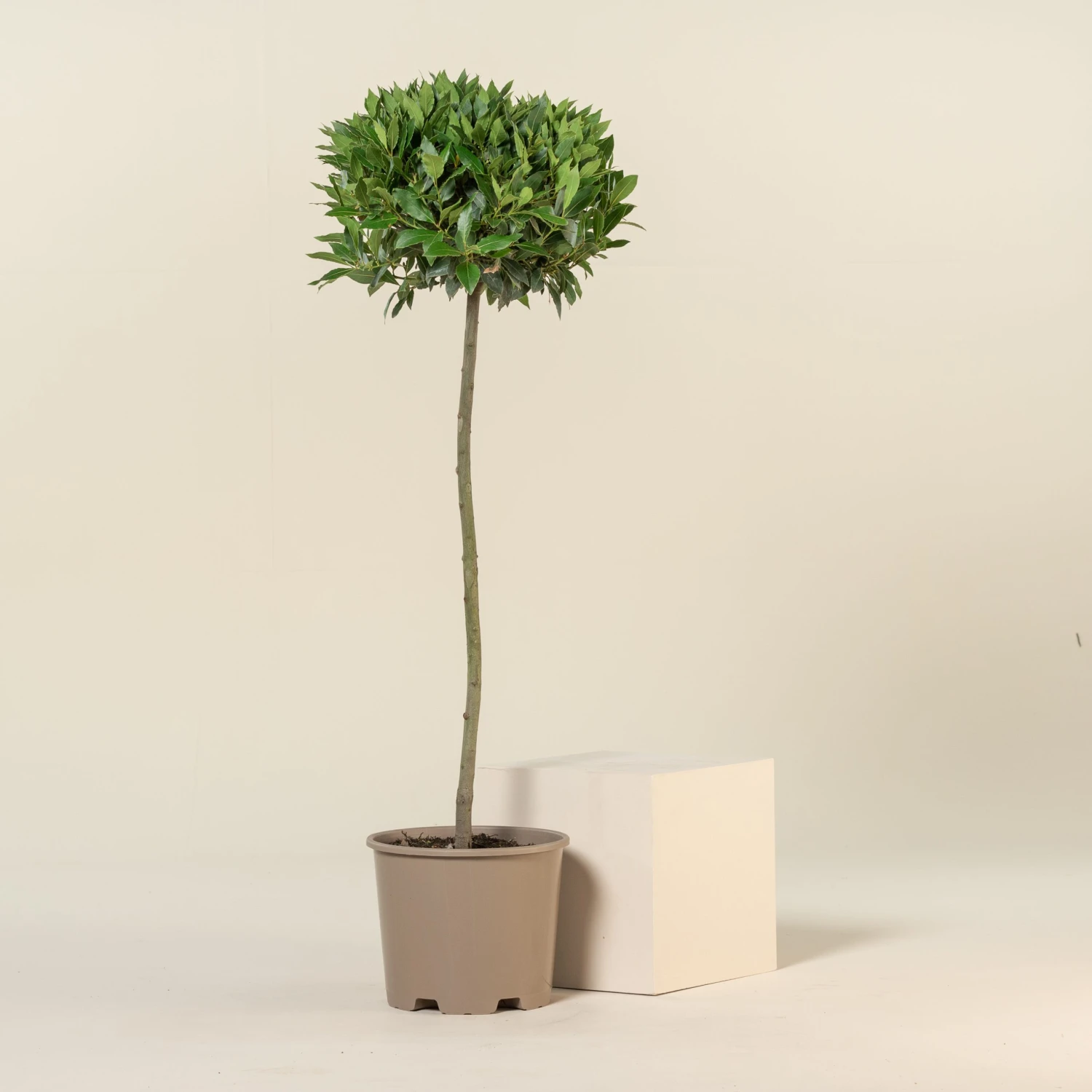 Laurus Nobilis – Three Quarter Standard