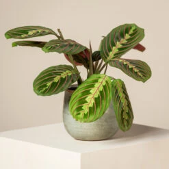 Maranta Leuconeura ‘Fascinator’