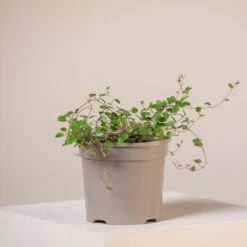 Muehlenbeckia Complexa