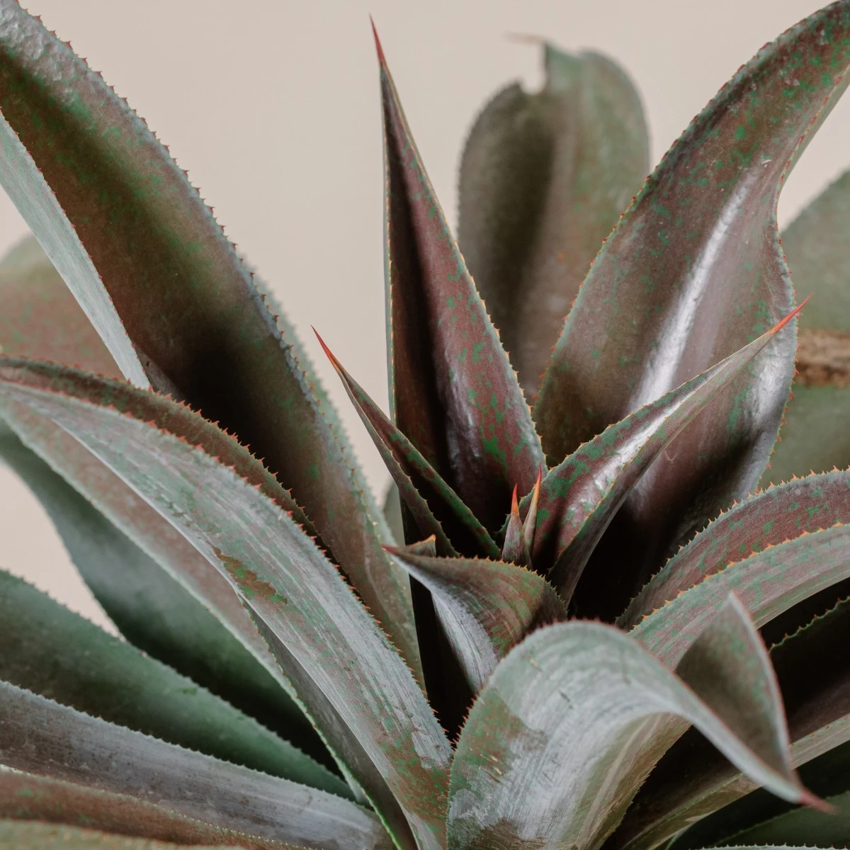 Mangave ‘Mission To Mars’ - Image 3