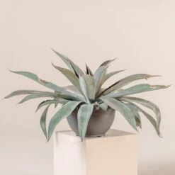 Mangave âMission To Marsâ