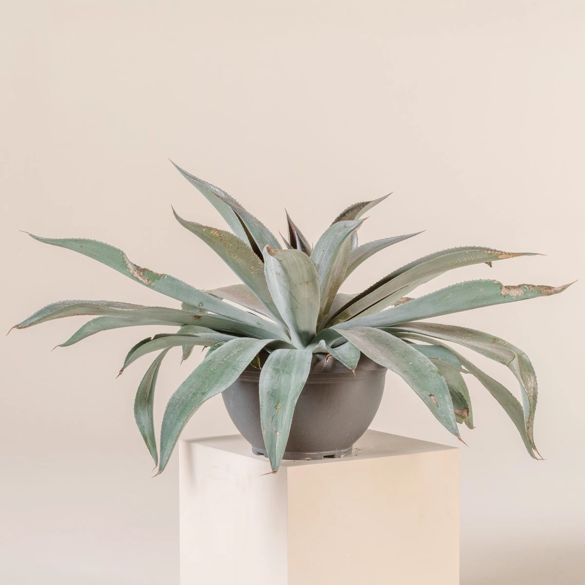 Mangave ‘Mission To Mars’