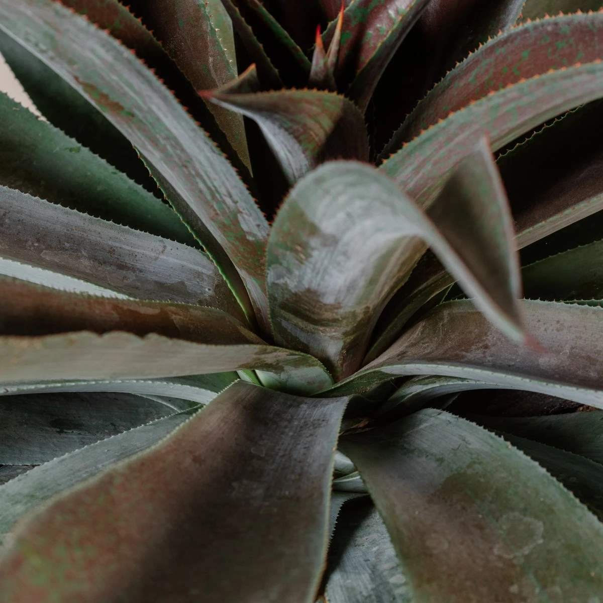 Mangave ‘Mission To Mars’ - Image 4