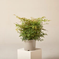 Nandina Domestica ‘Gulf Stream’