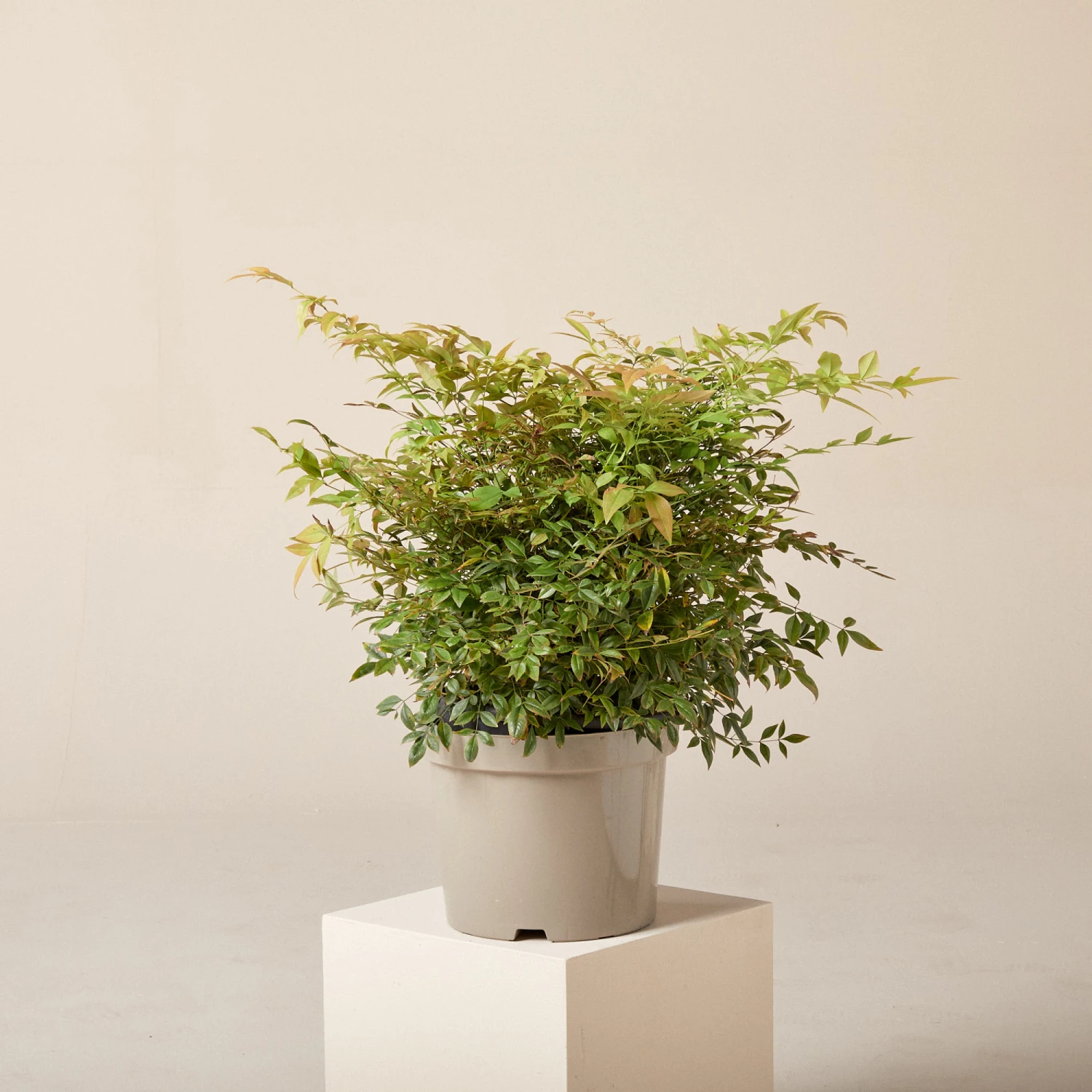 Nandina Domestica ‘Gulf Stream’