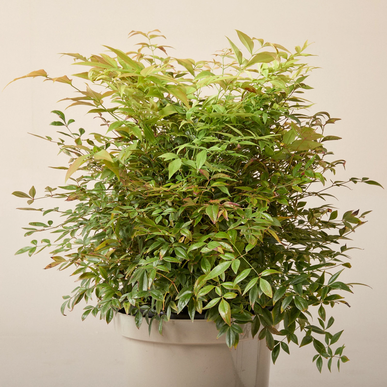 Nandina Domestica ‘Gulf Stream’ - Image 2