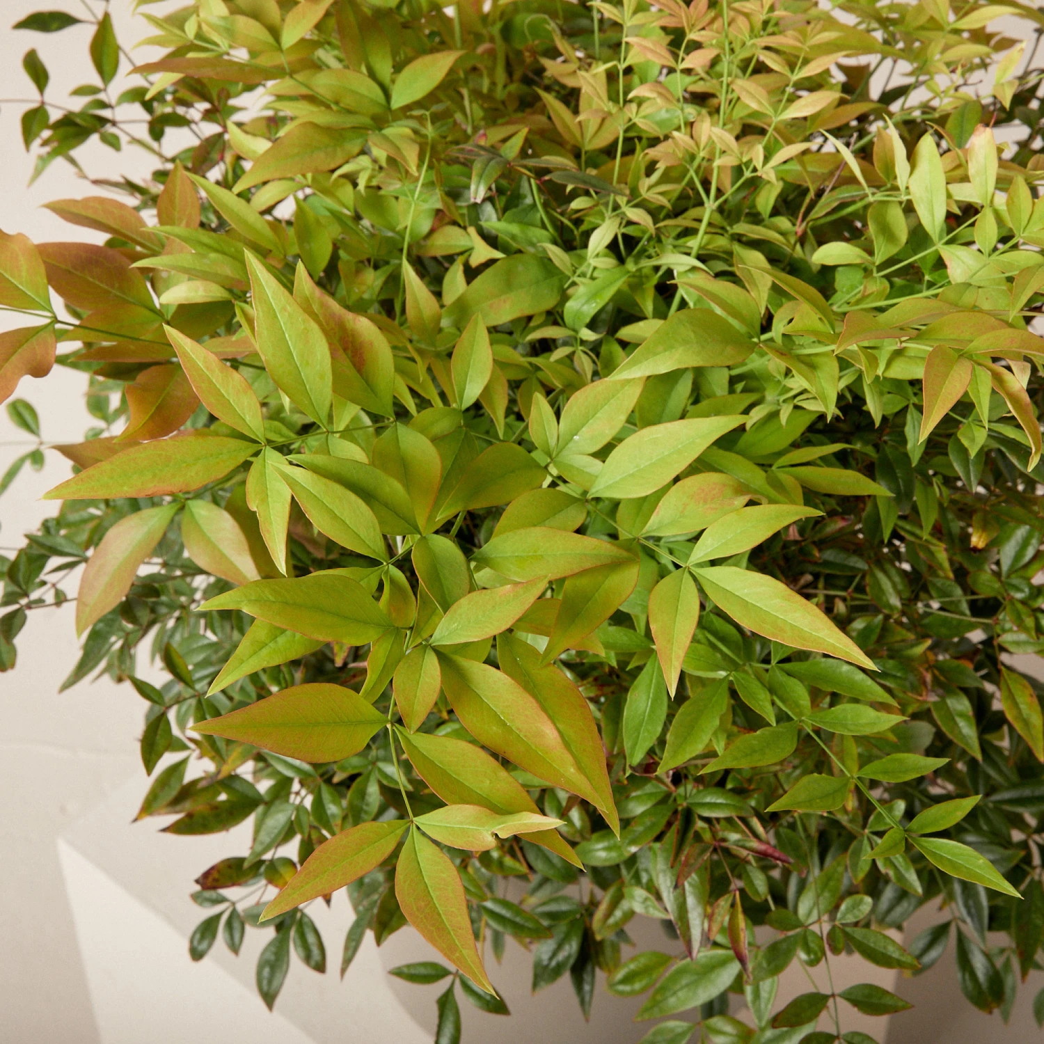 Nandina Domestica ‘Gulf Stream’ - Image 3