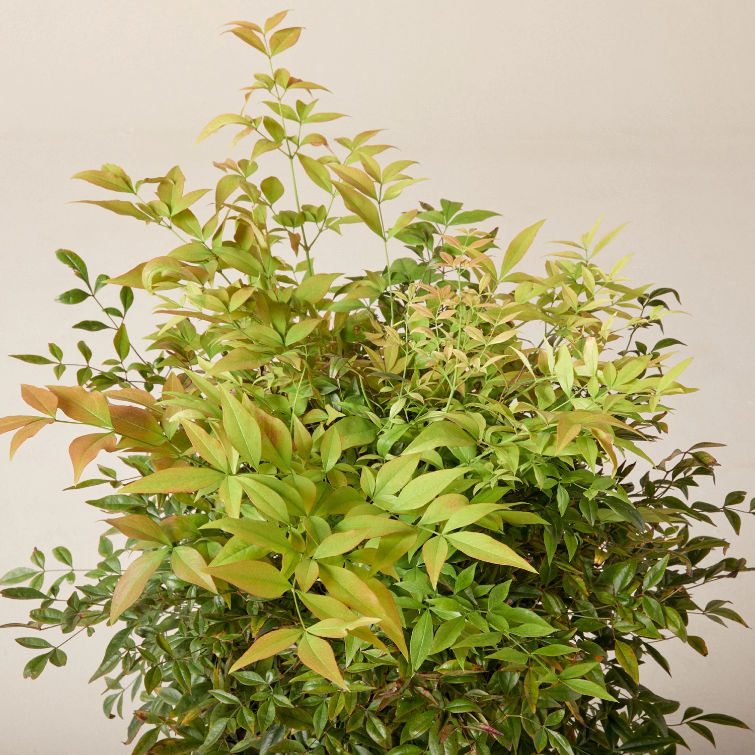 Nandina Domestica ‘Gulf Stream’ - Image 4