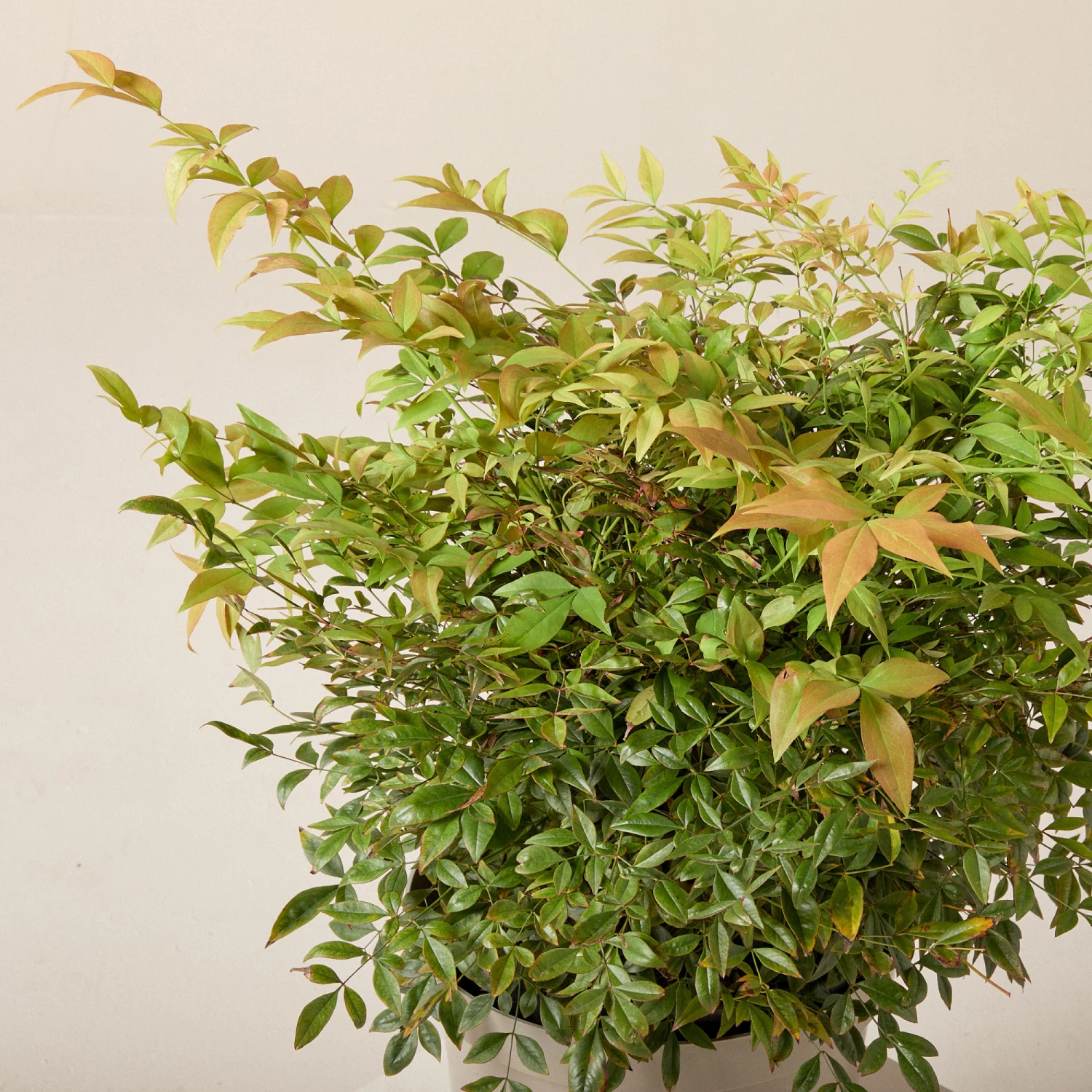 Nandina Domestica ‘Gulf Stream’ - Image 5