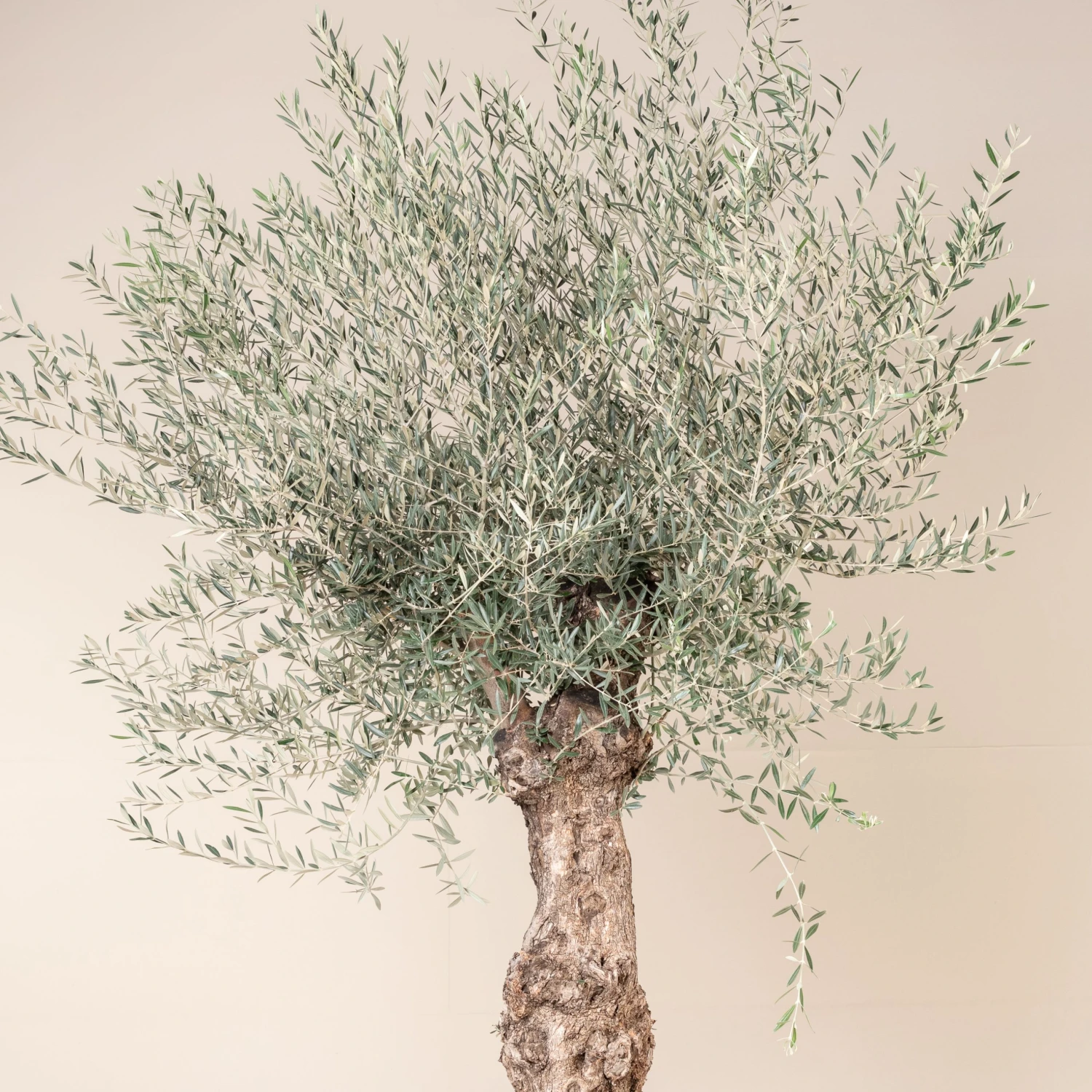 Olea Europaea – Bonsai Form - Image 8