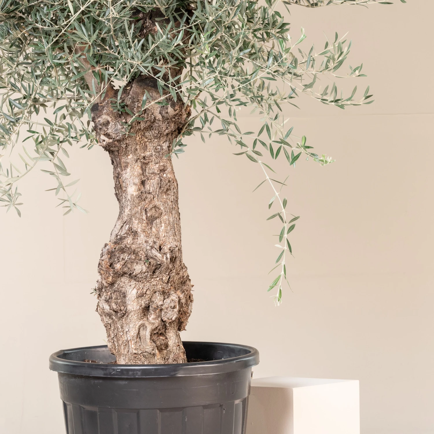 Olea Europaea – Bonsai Form - Image 7