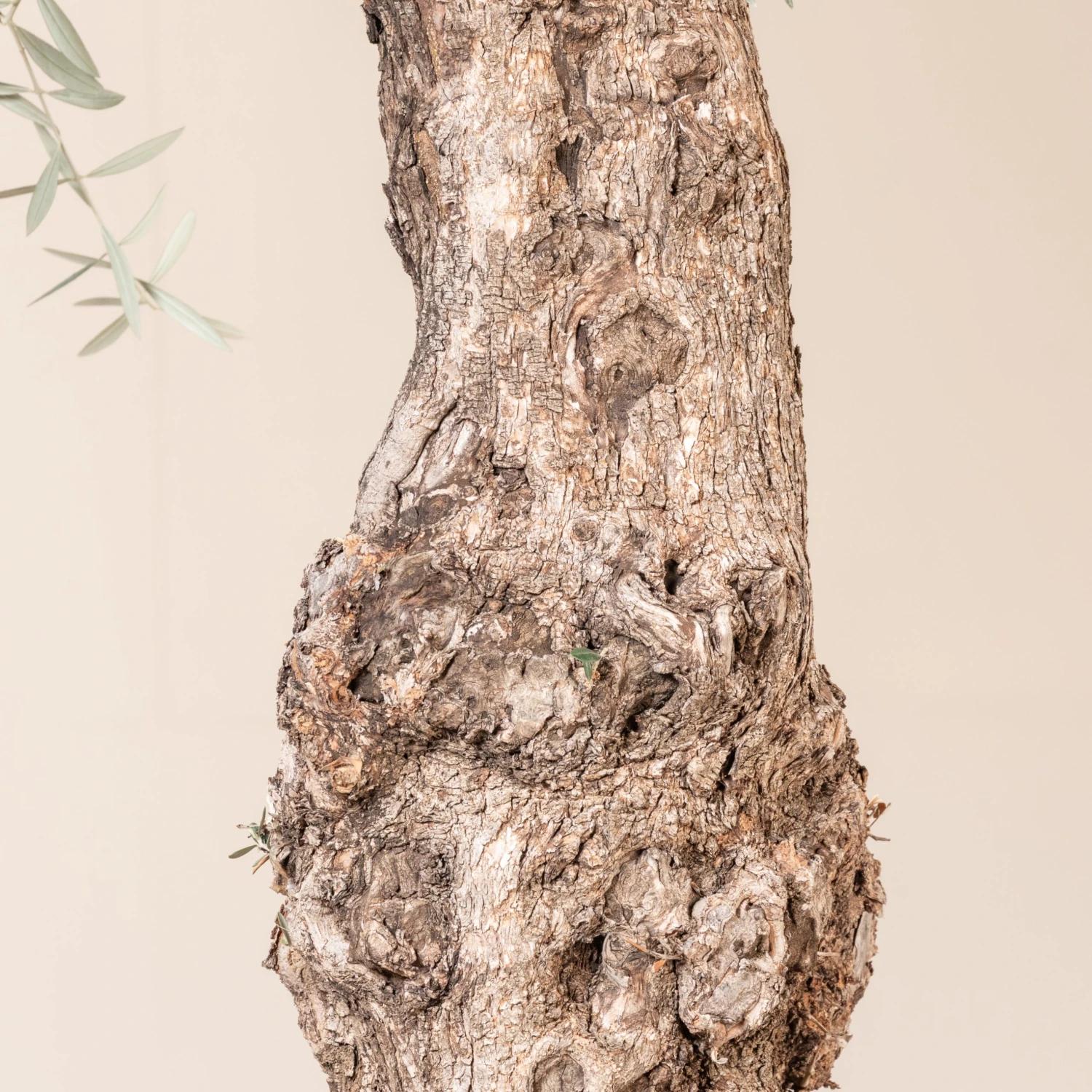 Olea Europaea – Bonsai Form - Image 3