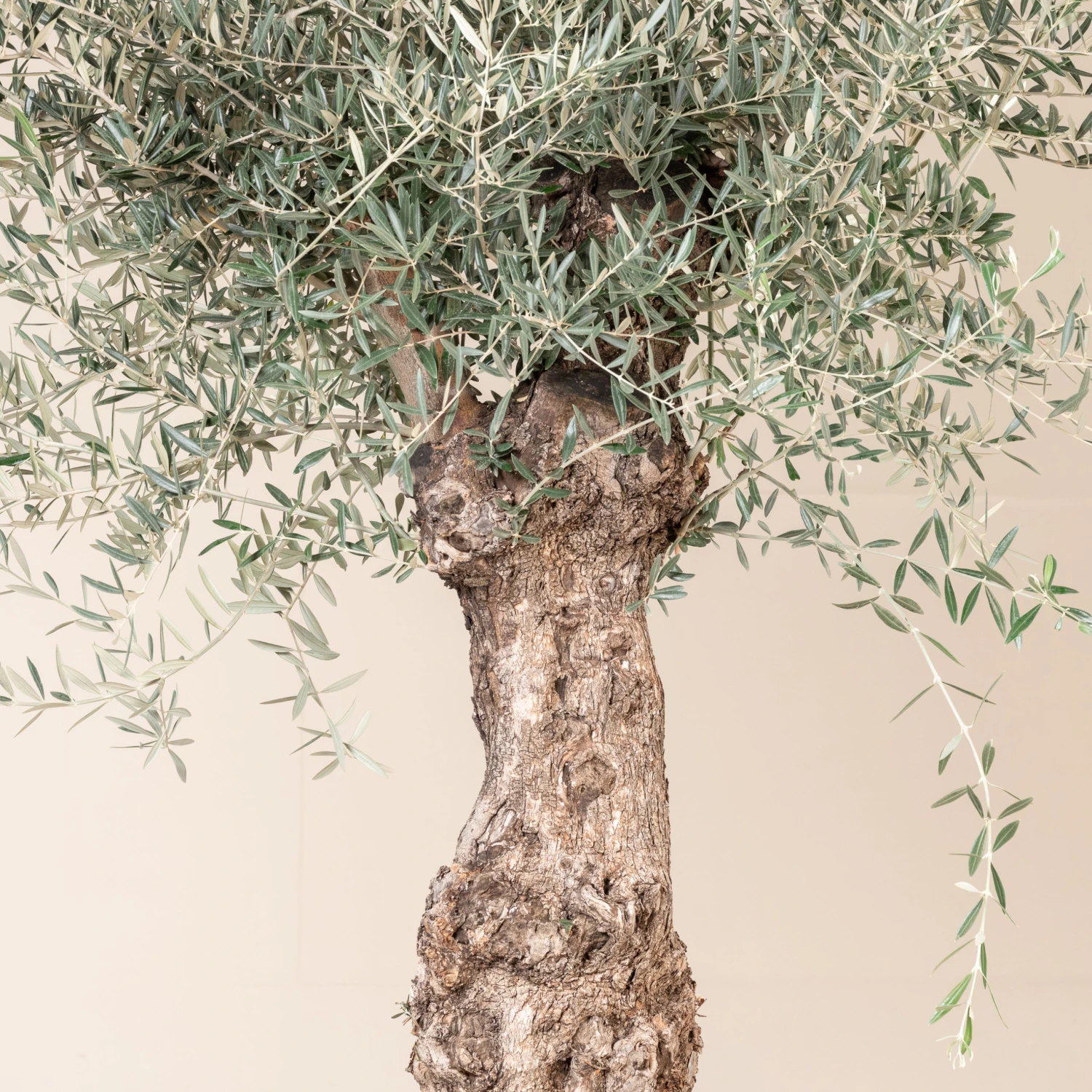 Olea Europaea – Bonsai Form - Image 5