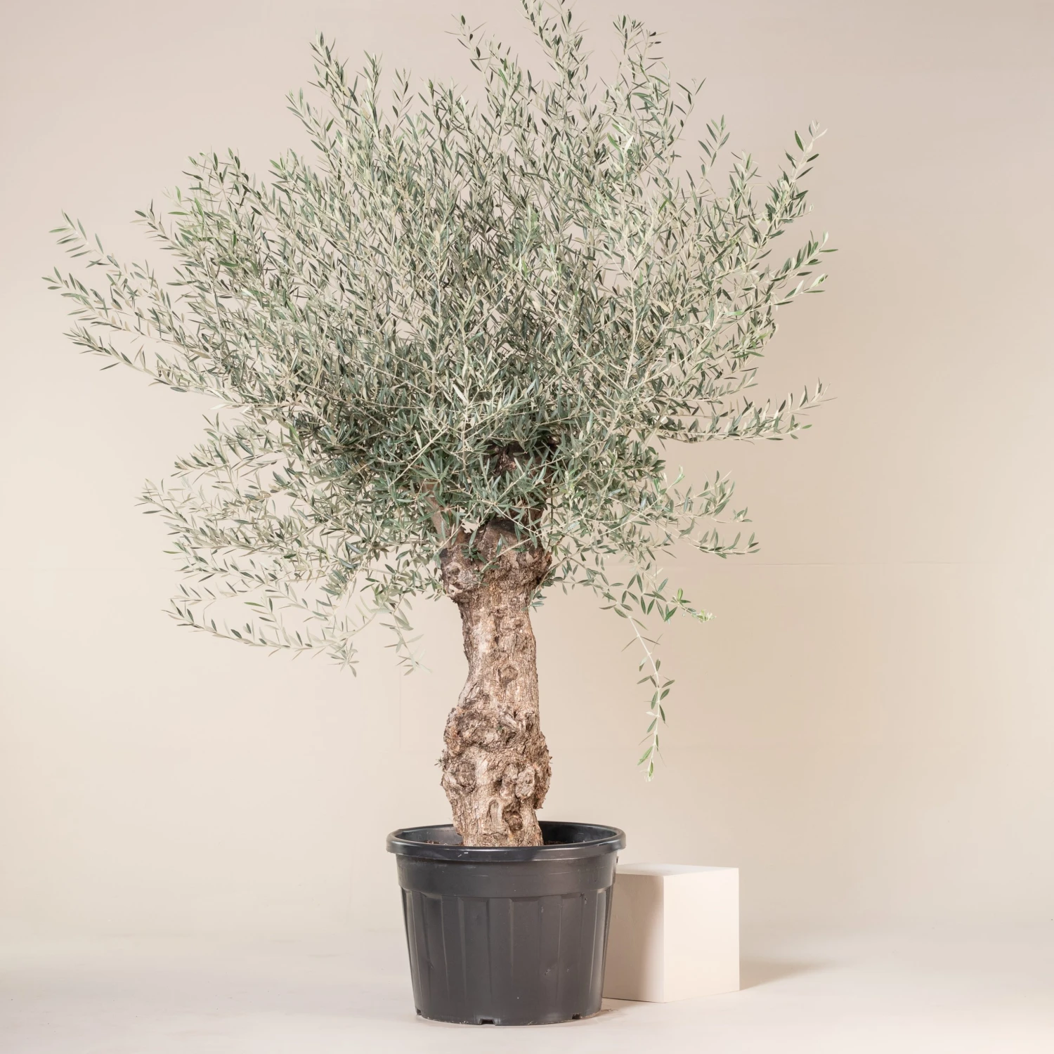 Olea Europaea – Bonsai Form - Image 2