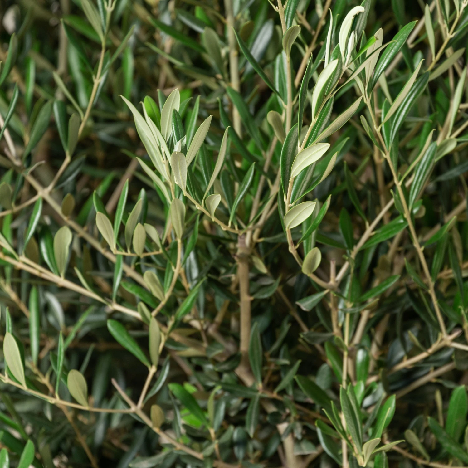 Olea Europaea – Bonsai Form - Image 4