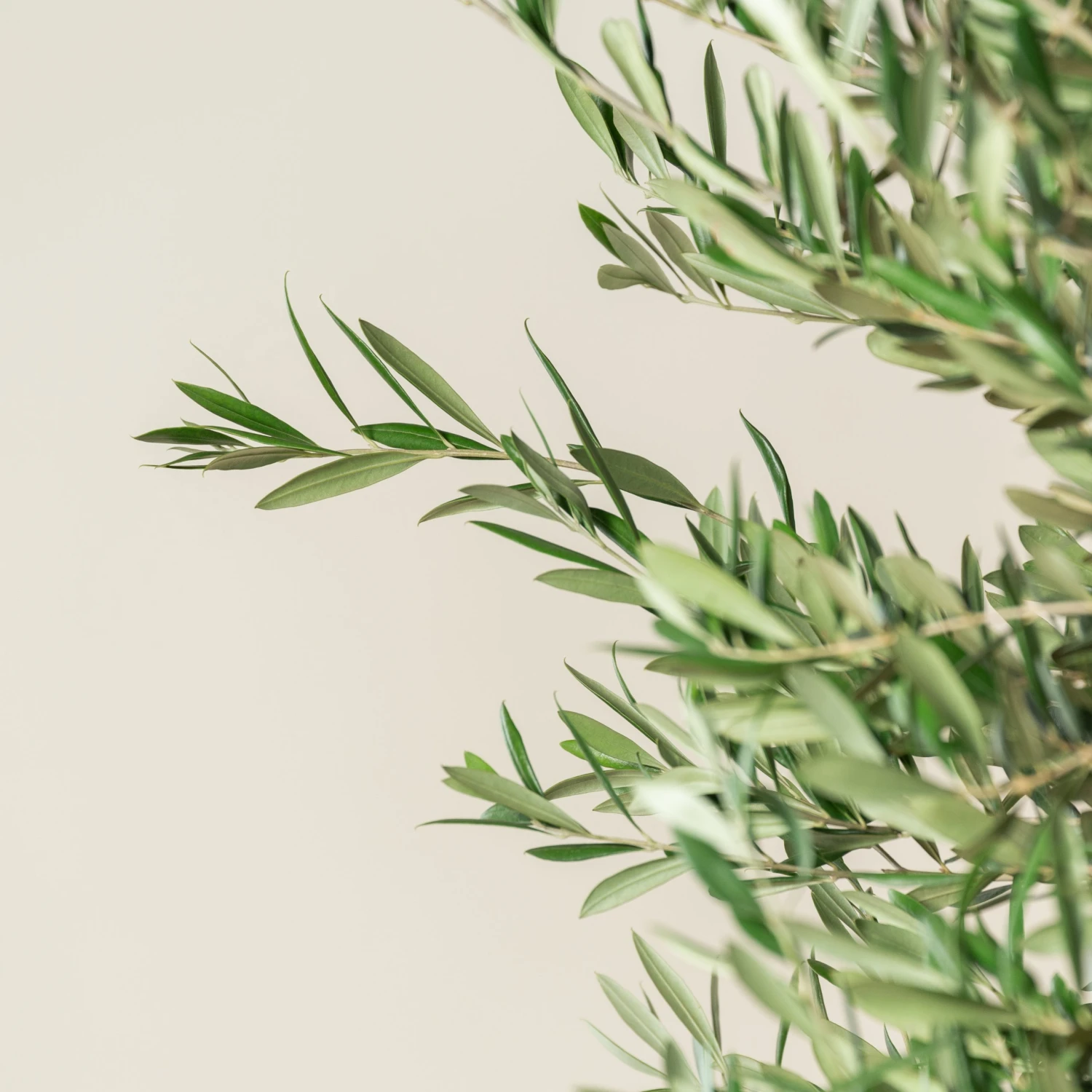Olea Europaea – Bonsai Form - Image 6