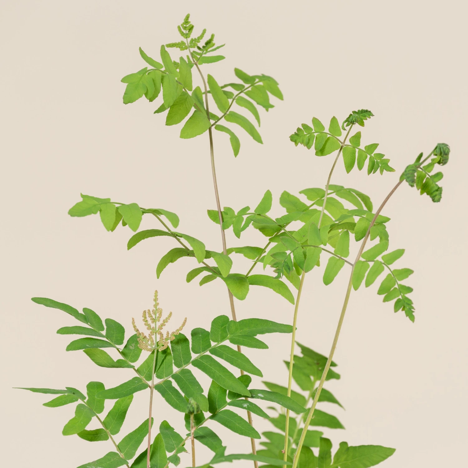 Osmunda Regalis - Image 3