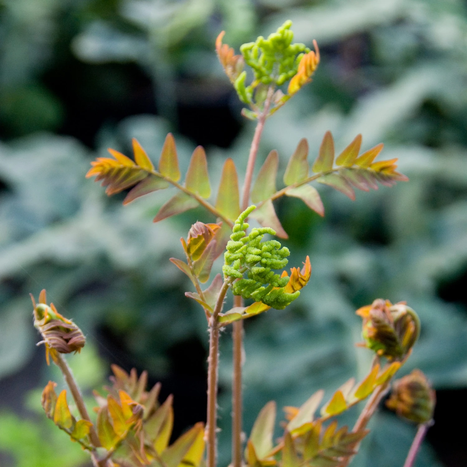 Osmunda Regalis - Image 4