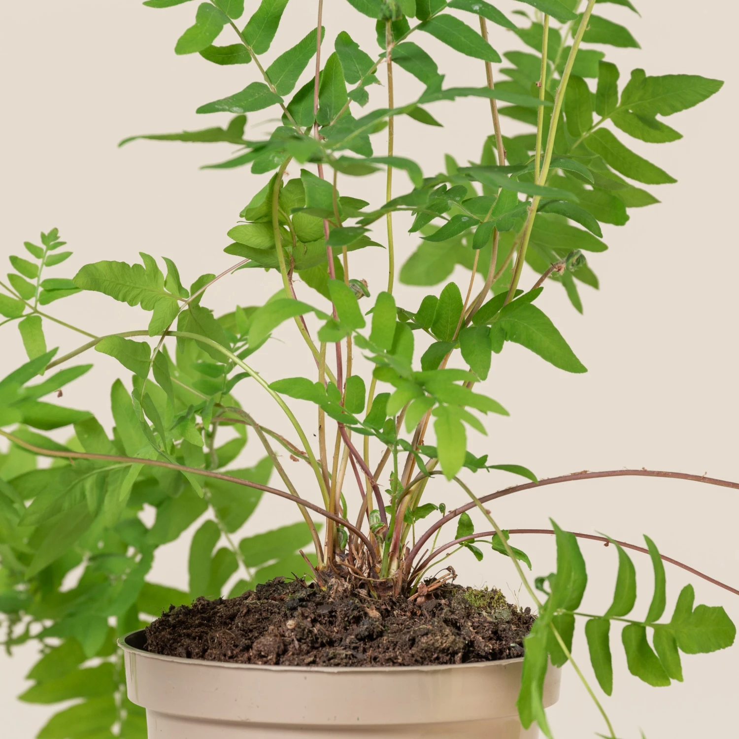 Osmunda Regalis - Image 2