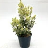 Osmanthus Heterophyllus ‘Variegatus’