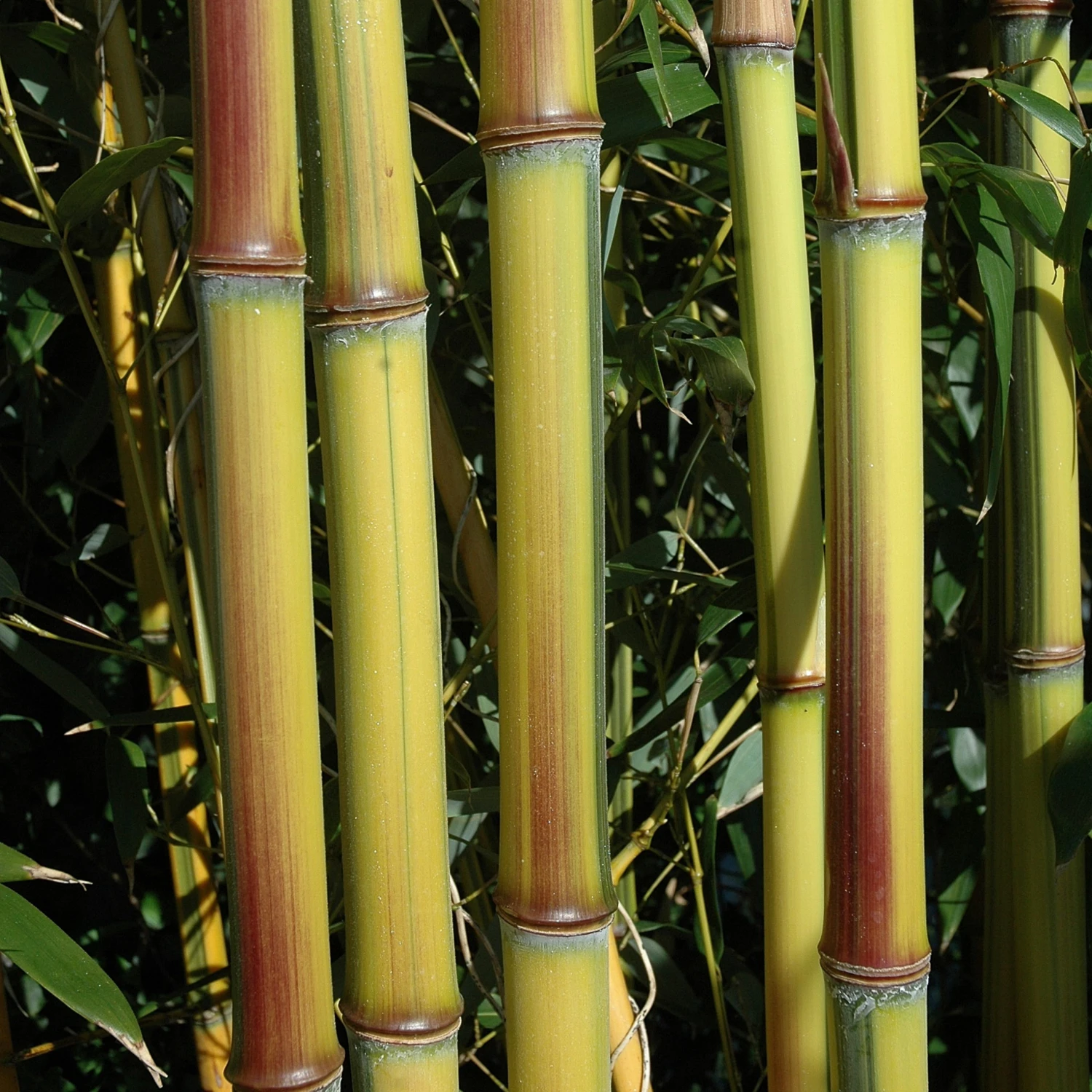 Phyllostachys Aureosulcata ‘Spectabilis’ - Image 3