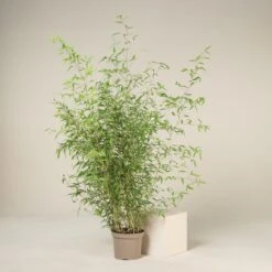 Phyllostachys Aureosulcata ‘Spectabilis’