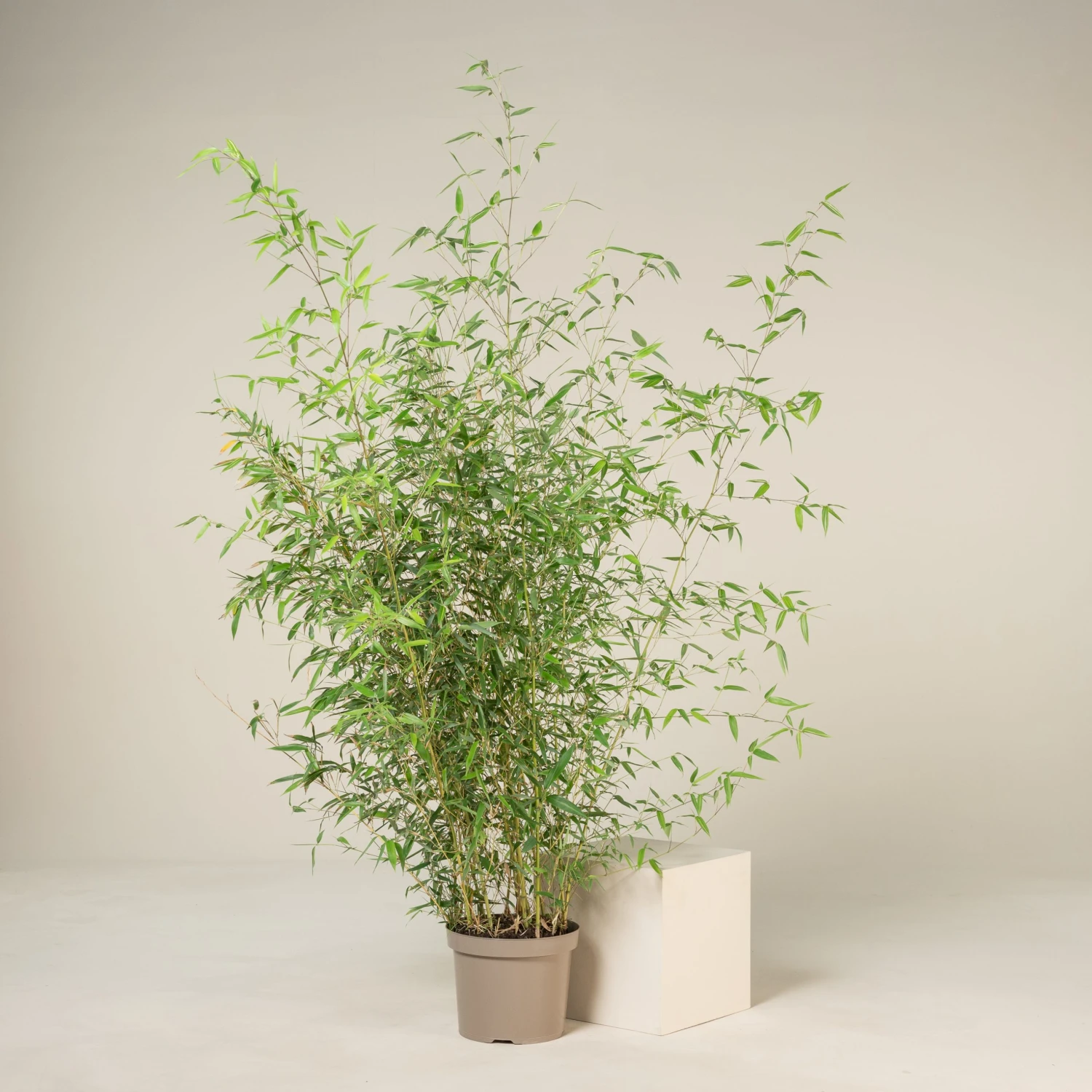 Phyllostachys Aureosulcata ‘Spectabilis’