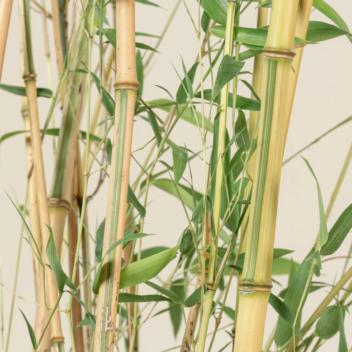 Phyllostachys Aureosulcata ‘Spectabilis’ - Image 4