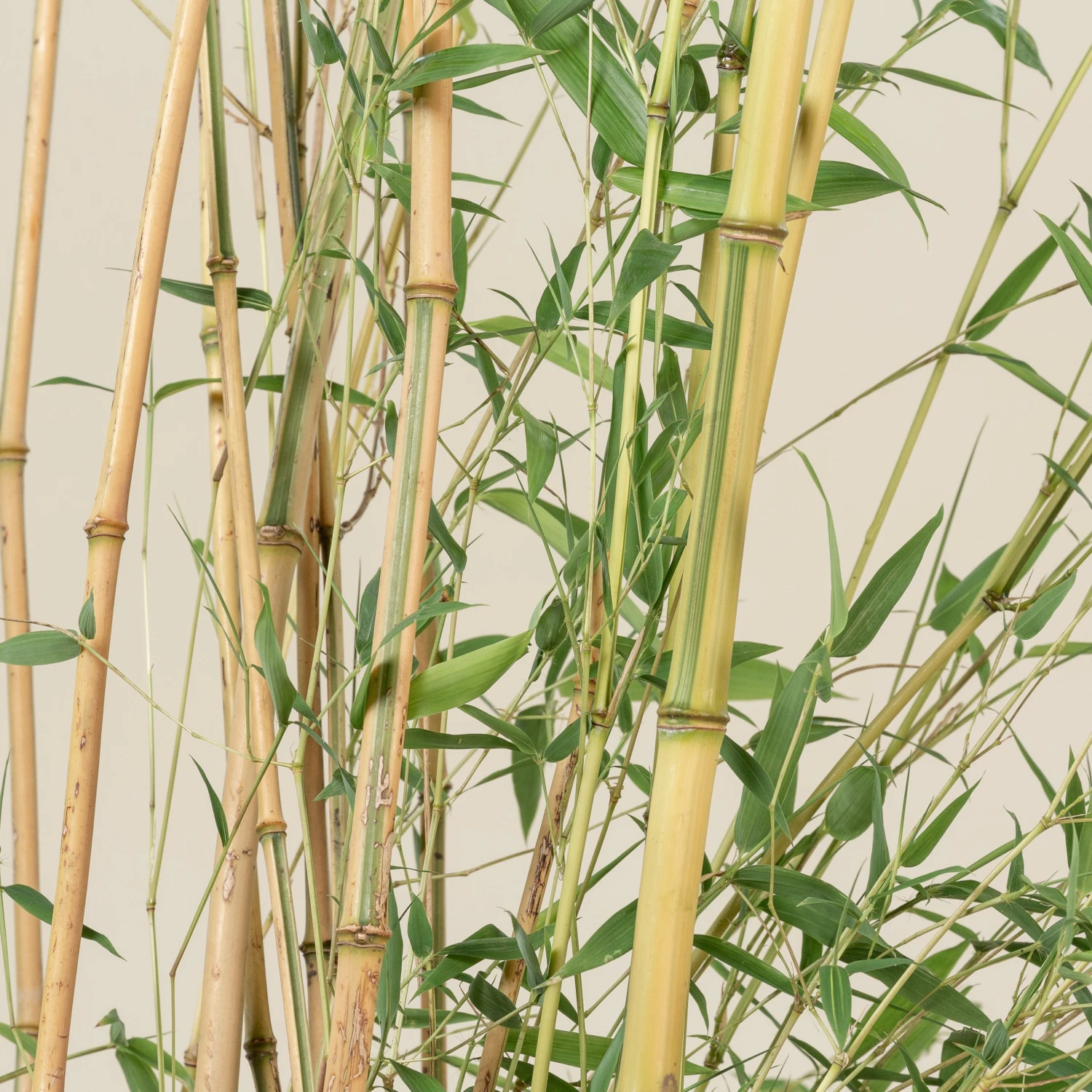 Phyllostachys Aureosulcata ‘Spectabilis’ - Image 6