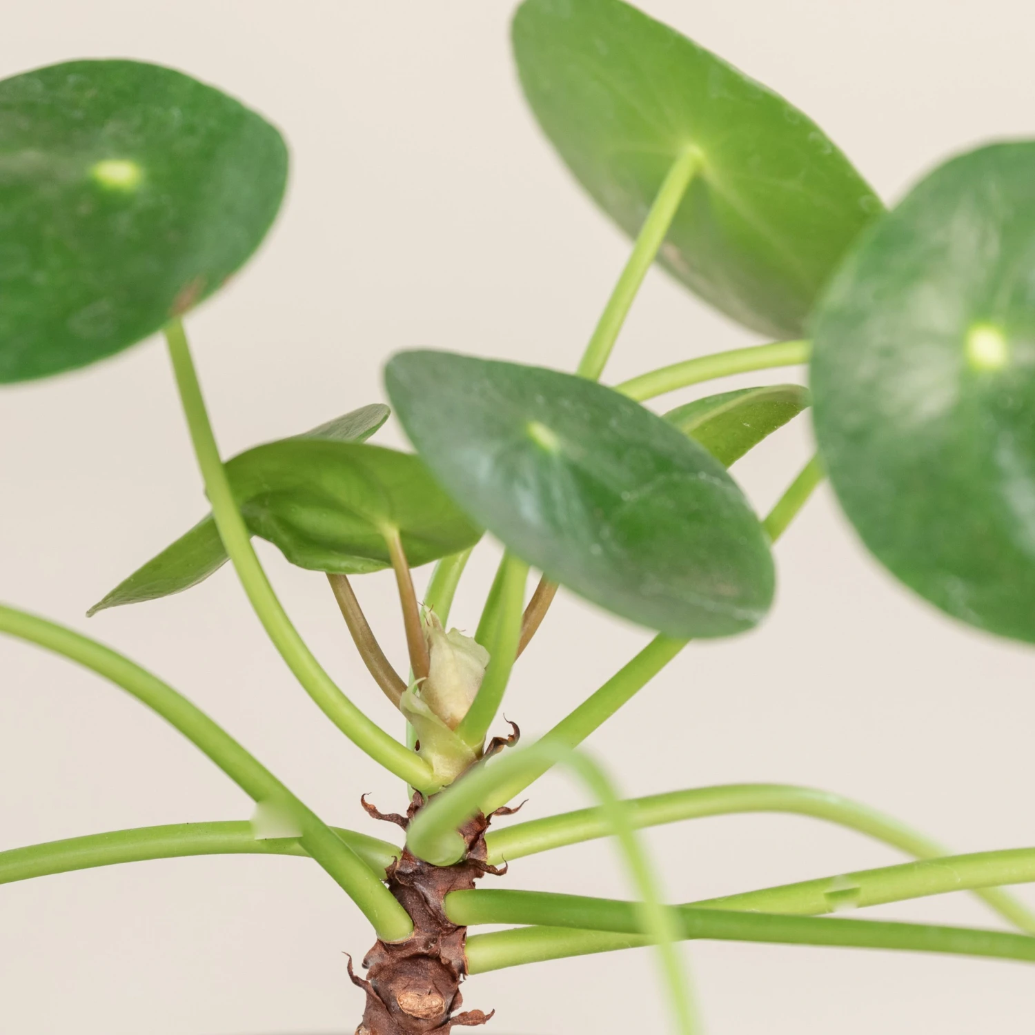 Pilea Peperomioides - Image 3