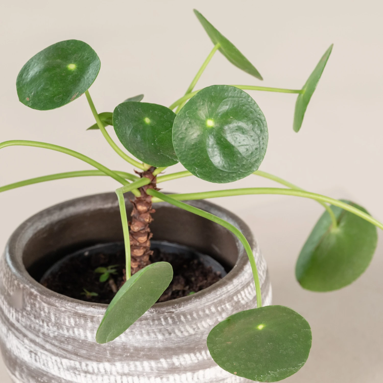 Pilea Peperomioides - Image 4