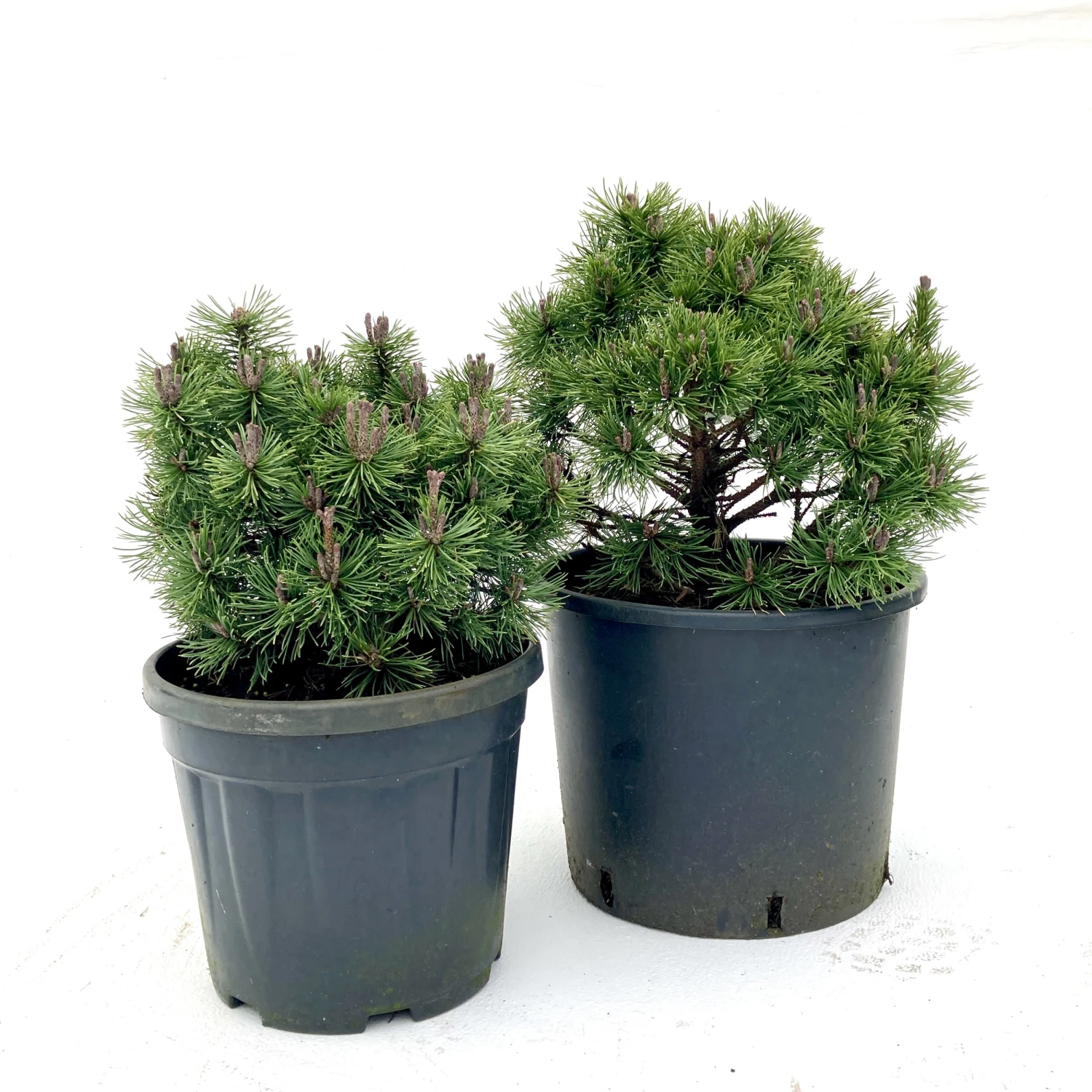 Pinus Mugo ‘Mops’
