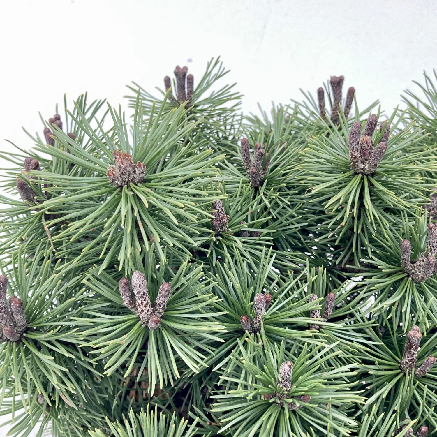 Pinus Mugo ‘Mops’ - Image 2