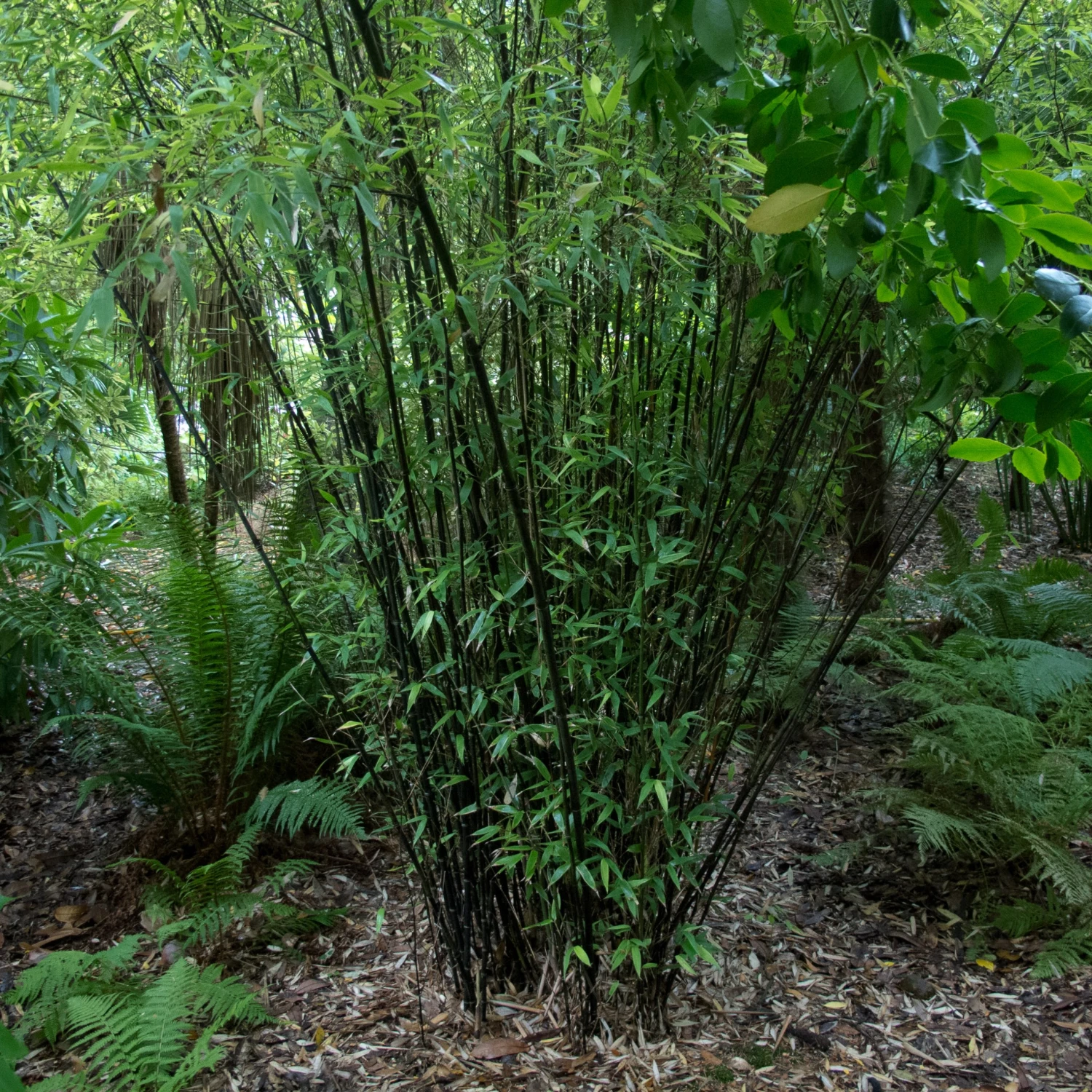 Phyllostachys Nigra - Image 4