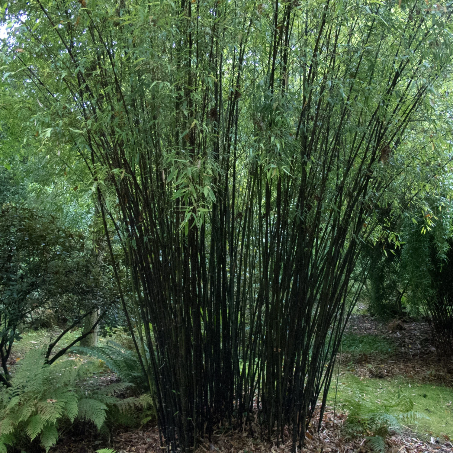 Phyllostachys Nigra - Image 8
