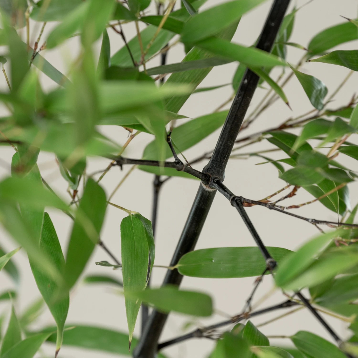 Phyllostachys Nigra - Image 5
