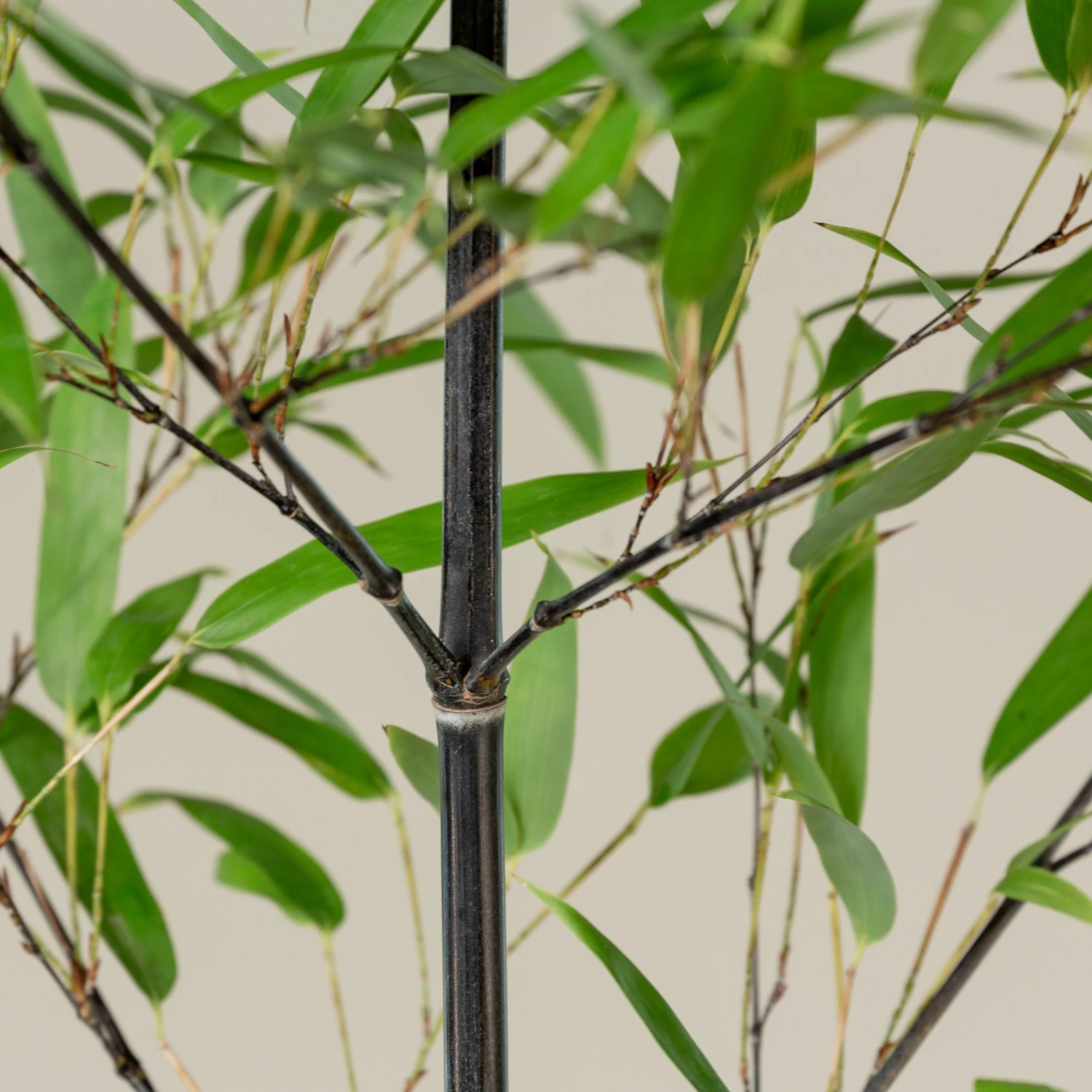 Phyllostachys Nigra - Image 9