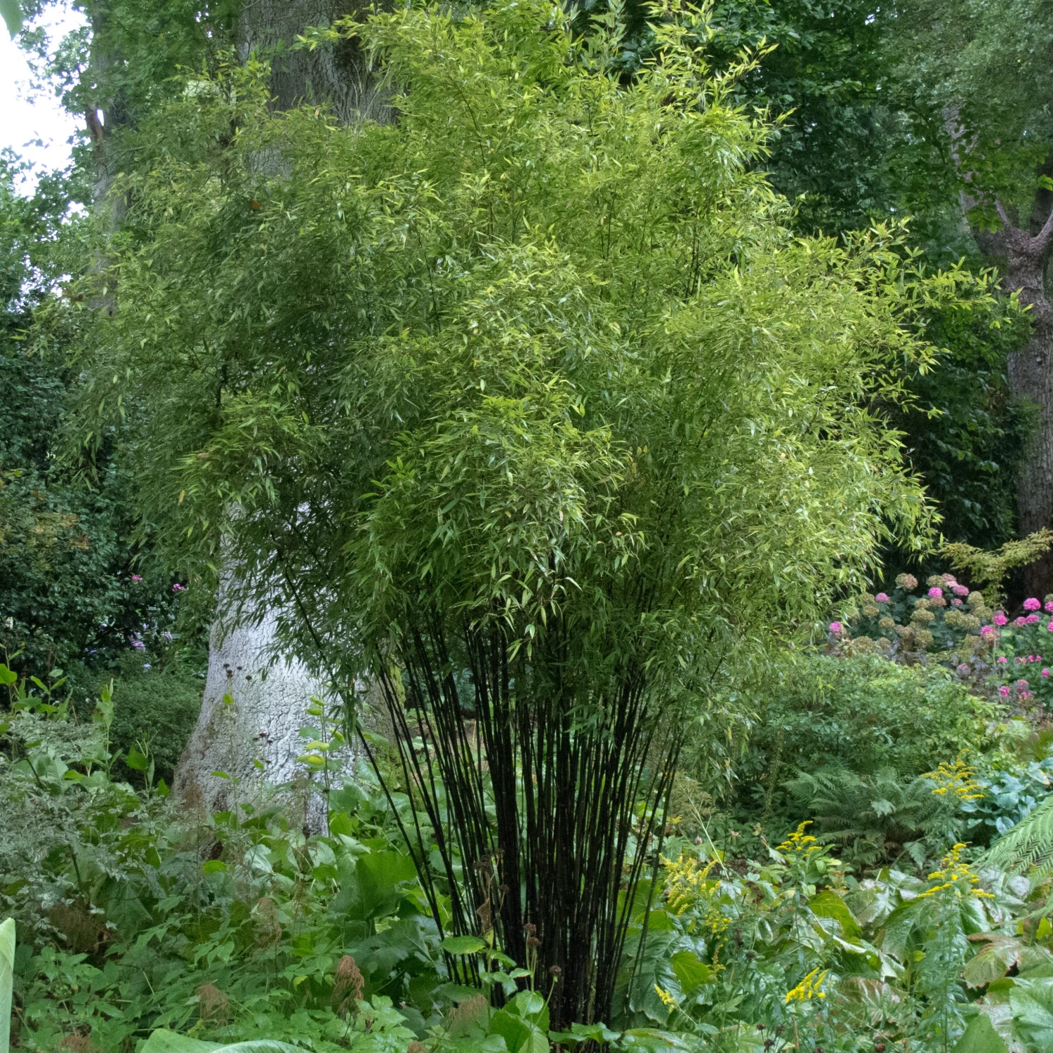 Phyllostachys Nigra - Image 6