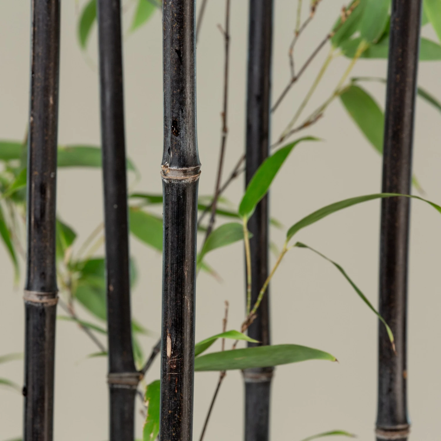 Phyllostachys Nigra - Image 3
