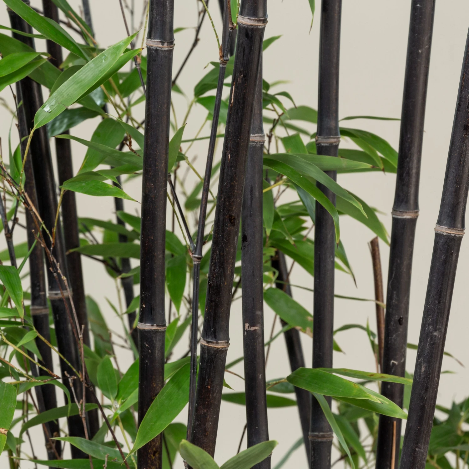 Phyllostachys Nigra - Image 7