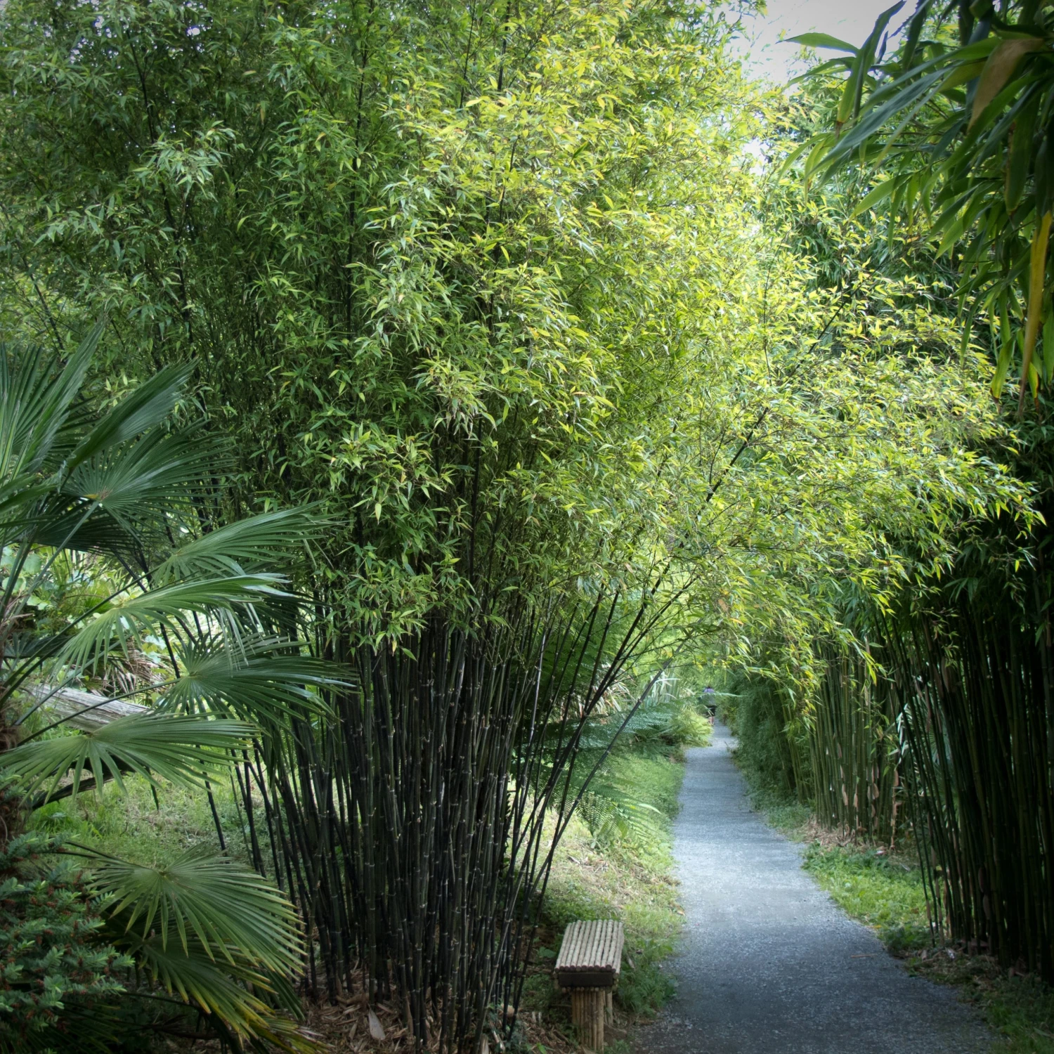Phyllostachys Nigra - Image 2